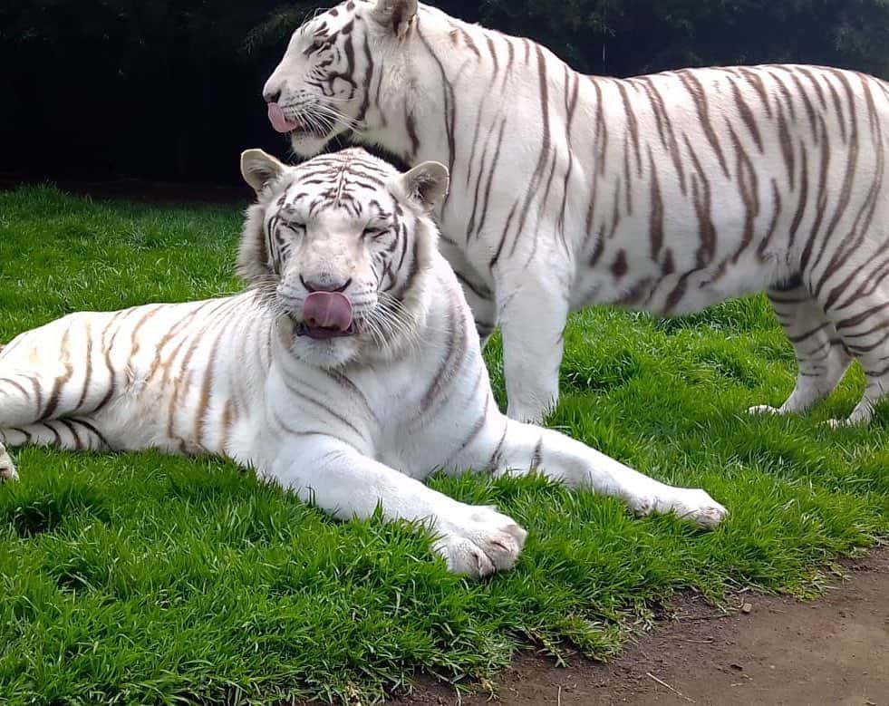 Black Jaguar-White Tiger さんのインスタグラム写真 - (Black Jaguar-White Tiger Instagram)「John & Paul :) #TheBeatlesBJWT #SaveTigers」8月8日 9時03分 - blackjaguarwhitetiger