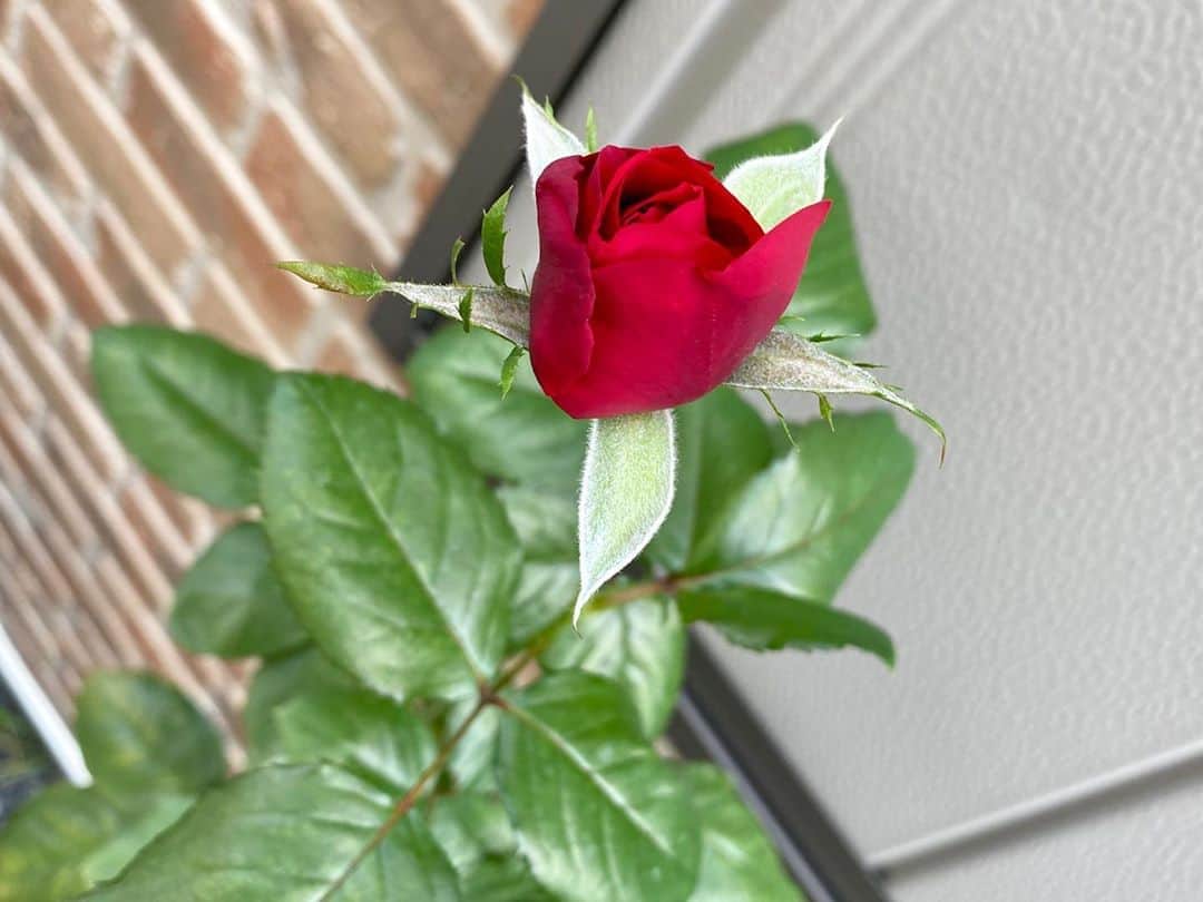 岡部晴彦さんのインスタグラム写真 - (岡部晴彦Instagram)「#バラ日記 #roses 101日目　晴れ  フランソワーズゴジャール ×2 チアガール×2 ピエールドロンサール シャルルドゴール ほほえみ 芽衣 バレリーナ×2  #roses🌹 #rosestagram #rose  #peace」8月8日 9時25分 - hal_96