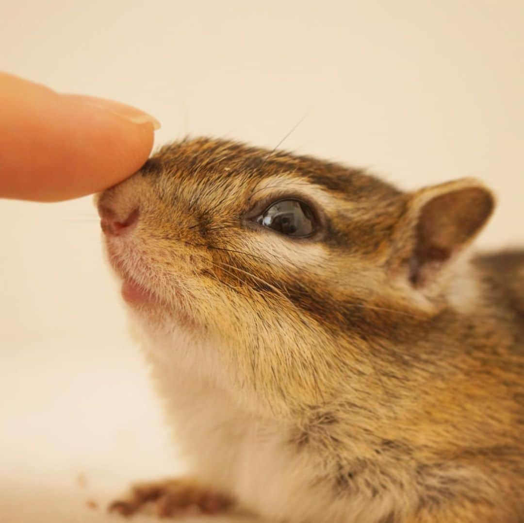 ビッケ & トッドさんのインスタグラム写真 - (ビッケ & トッドInstagram)「#Tod Good boy!!   今日も仲良し☺︎  #chipmunk #シマリス #リス」8月8日 9時19分 - bikke_the_chip