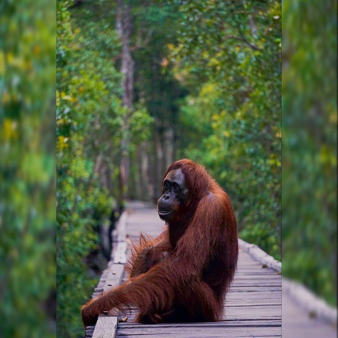 OFI Australiaさんのインスタグラム写真 - (OFI AustraliaInstagram)「Wishing all a peaceful weekend.  This beautiful photo of orangutan Gara was taken at OFI’s Camp Leakey by local ecotour guide Iman Zha.  _____________________________________ 🦧 OFIA Founder: Kobe Steele kobe@ofiaustralia.com  OFIA Patron: Dr Birute Galdikas @drbirute @orangutanfoundationintl @orangutan.canada www.orangutanfoundation.org.au 🦧 🧡 🦧 #orangutan #orphan #rescue #rehabilitate #release #BornToBeWild #Borneo #Indonesia #CampLeakey #orangutans #savetheorangutans #sayNOtopalmoil #palmoil #deforestation #destruction #rainforest #instagood #photooftheday #environment #nature #instanature #endangeredspecies #criticallyendangered #wildlife #orangutanfoundationintl #ofi #drbirute #ofiaustralia #FosterAnOrangutanToday」8月8日 9時26分 - ofi_australia