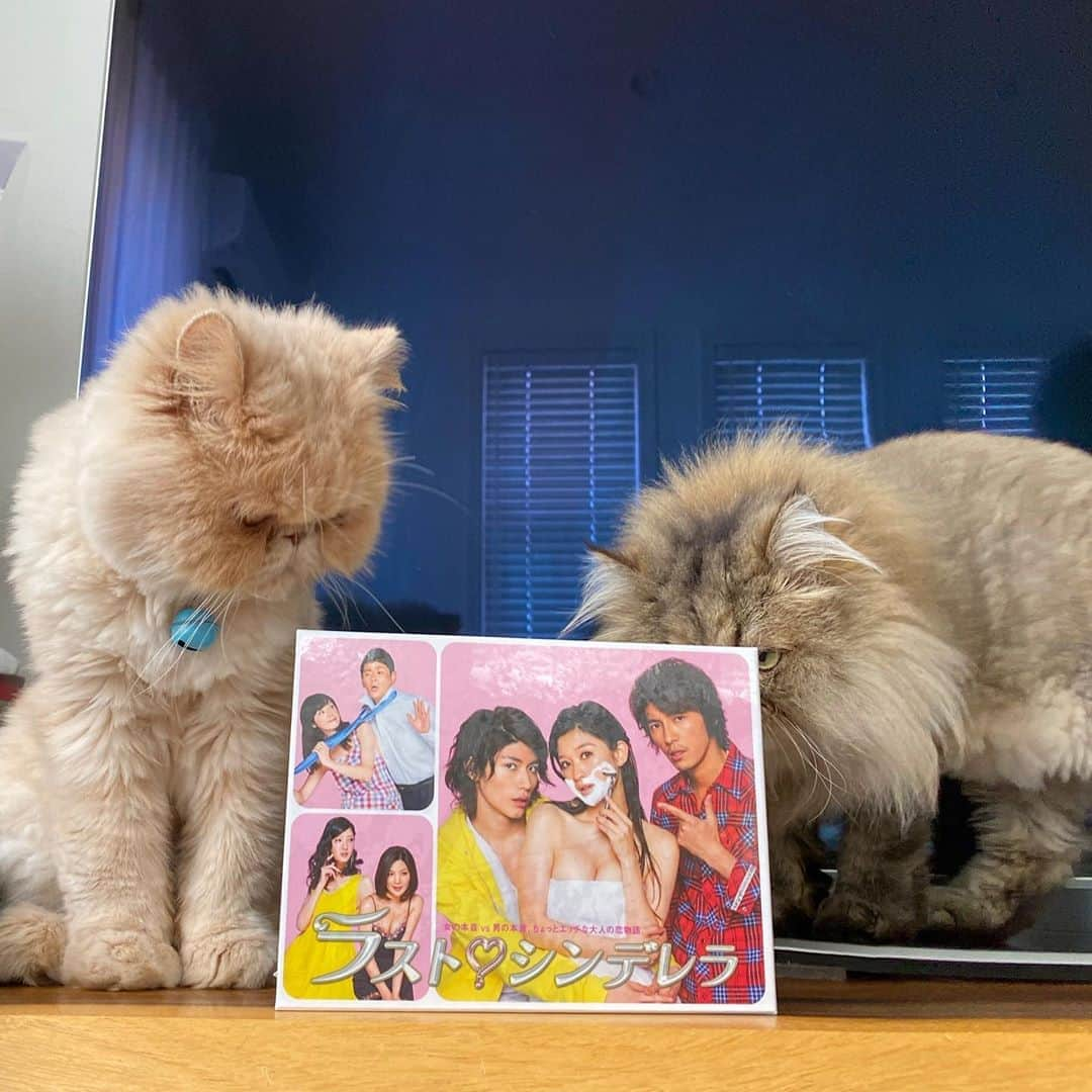 ミッシュさんのインスタグラム写真 - (ミッシュInstagram)「得意のステイホーム🐈  #連休はおうちで  #ドラマ鑑賞 #懐かしい#ドラマ #ラストシンデレラ  #ミッシュ #mau の #生まれる前だわ  #猫とおうち時間  #misch1207s  #鼻ぺちゃ #ロン毛  #エキゾチックロングヘア  #ペルシャ #ねこ#猫#cat #ねこすたぐらむ #neko #猫部 #ねこ部 #にゃんだふるらいふ  #catstagram  #Exoticlonghair  #persian #exotic #catsofinstagram」8月8日 9時35分 - misch1207s