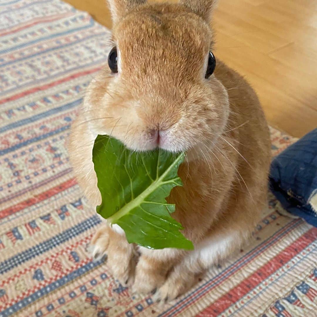 ラン?さんのインスタグラム写真 - (ラン?Instagram)「ドアップ♡土曜日♡ 小松菜もぐもぐ( ^ω^ ) だいぶ食べれるようになって、うんぴも快調😊 このまま体調いいのが続いてくれるといいなー(=^・^=) ☆  #うさぎ #ネザーランドドワーフ #rabbit #bunny #bunnystagram  #rabbitstagram  #cute  #かわいい #ふわもこ部  #もふもふ  #zip写真部  #アニマル写真部 #instagramjapan #netherlanddwarf #うさぎと暮らす  #うさぎのいる暮らし #癒し #kawaii #ランちゃん  2020.08.08 #土アップ」8月8日 9時41分 - mofumofuusako