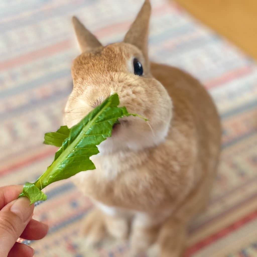 ラン?さんのインスタグラム写真 - (ラン?Instagram)「ドアップ♡土曜日♡ 小松菜もぐもぐ( ^ω^ ) だいぶ食べれるようになって、うんぴも快調😊 このまま体調いいのが続いてくれるといいなー(=^・^=) ☆  #うさぎ #ネザーランドドワーフ #rabbit #bunny #bunnystagram  #rabbitstagram  #cute  #かわいい #ふわもこ部  #もふもふ  #zip写真部  #アニマル写真部 #instagramjapan #netherlanddwarf #うさぎと暮らす  #うさぎのいる暮らし #癒し #kawaii #ランちゃん  2020.08.08 #土アップ」8月8日 9時41分 - mofumofuusako