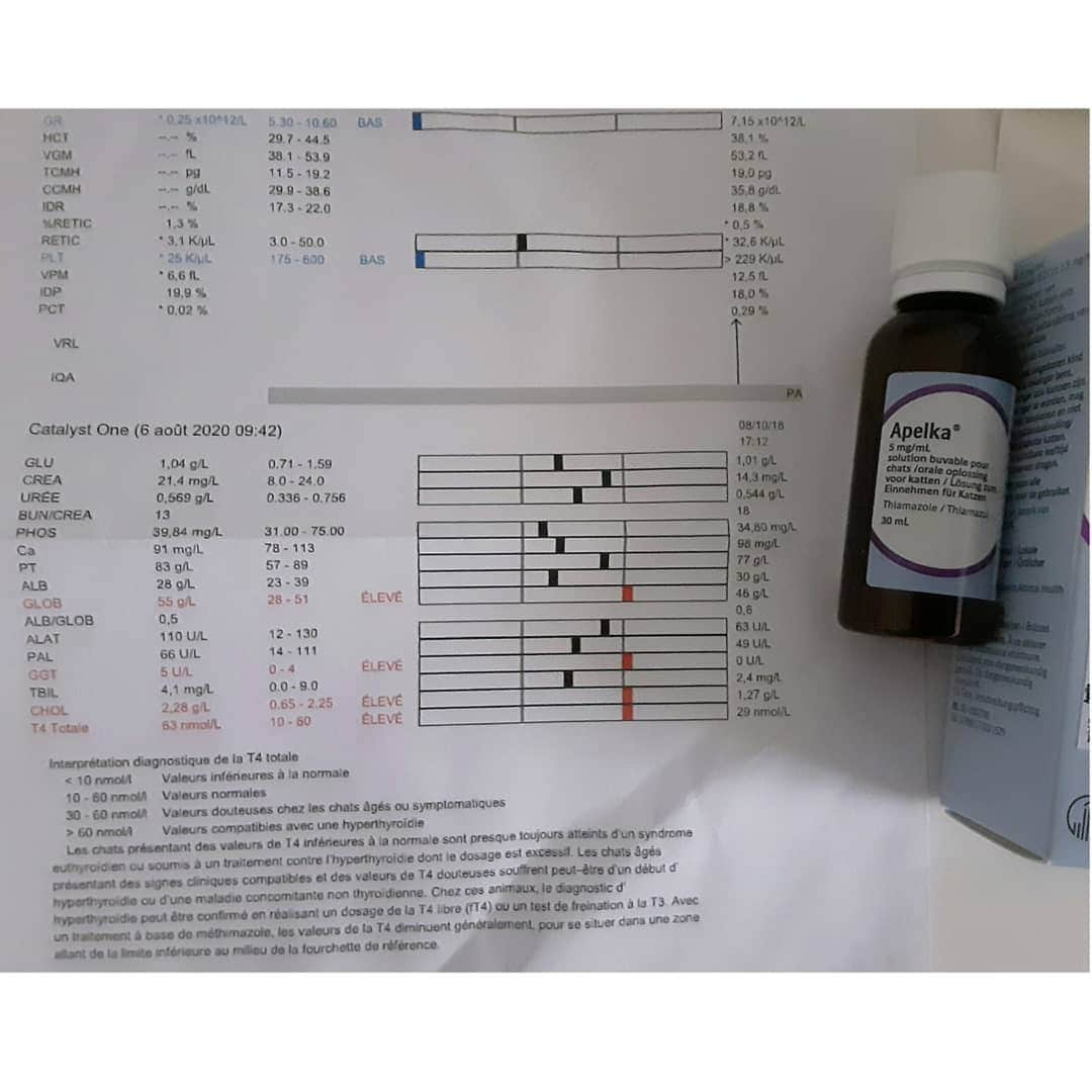 Homer Le Miaou & Nugget La Nugさんのインスタグラム写真 - (Homer Le Miaou & Nugget La NugInstagram)「Yesterday Homer was supposed to have a casual appointment at the vet to check his teeth because i can see (and smell) something is wrong in his mouth. As he is nearly 17 years old, we did an "old cat blood test" aka a 15 parameters biochimy to check his health and if everything was ok for him to go under surgery.  Turns out everything is not well at all!😥 He has lost 1 kilo since last visit. And i don't understand all the "T4" and "SG" stuff but he is suffering from "hyperthyroïdie" and has a beginning of kidney disease.🙀 So he is starting a 10 days treatment with "Apelka 5mg" twice a day. Does anyone has already experienced that medicine?  The vet said it is very efficient but might have some side effects like big throw up or being very tired so he will have an other blood test in 10 days to see if the treatment is working. If it does, it will be under control and we'll be able to take care of his teeth.  If not we'll find an other way but it will be very good if it can work right away because i'm a bit scared... So please friends, if you have a few seconds think about him and send him some good "medicine do your thing" vibes, we need them and some love more than ever. Thank you!💖 #FingersAndPawsCrossed!」8月8日 1時21分 - homer_le_chat