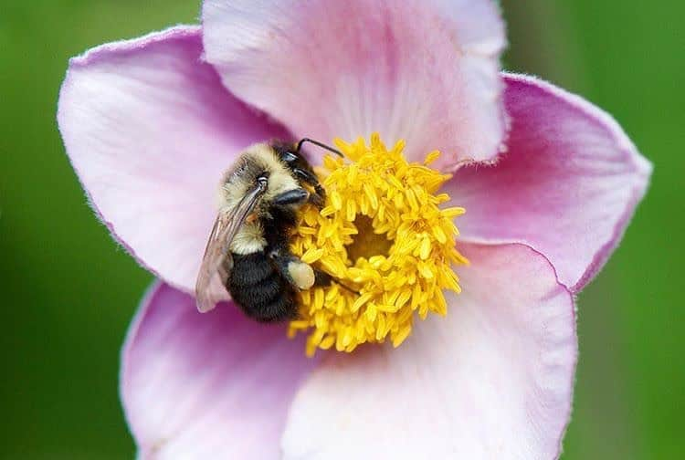 NikonUSAさんのインスタグラム写真 - (NikonUSAInstagram)「We could all use a little #macro on this lovely Friday! 🐝  Start your weekend early and share your favorite images with us using #NikonNoFilter!  📸: @thearcanekitty D7000 and AF-S VR Micro-#NIKKOR 105mm 1/2.8G ED  #macrophotography #flowers #flowerphotography #Nikon #insectphotography」8月8日 1時29分 - nikonusa