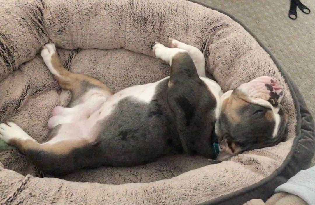 Bodhi & Butters & Bubbahのインスタグラム：「Free ballin 😴 . . . . . #free #ball #lazy #dog #sweet #boy #bulldog #puppy #love #mylove #mylife #cute #baby #dogsofinstagram #beautiful #sleep #dream #bestoftheday #funny #laugh #smile」