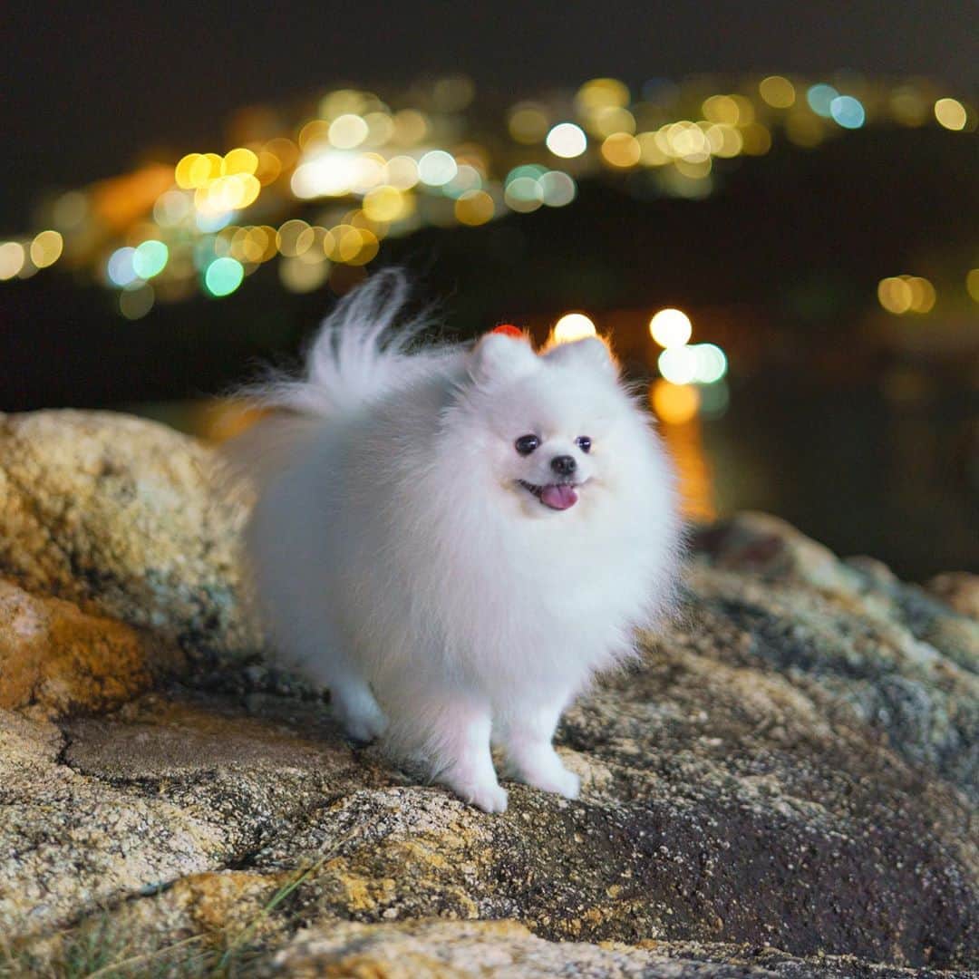 Mochi the Orkyehさんのインスタグラム写真 - (Mochi the OrkyehInstagram)「Night walks are the best walks. Especially in this humid weather ! 🐕 @sonyhongkong #DiscoverWithAlpha #SonyHK_ILC #SomyAlphaA7RIII #SEL50F14Z」8月8日 1時38分 - orkyeh