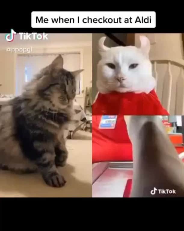 Aww Clubのインスタグラム