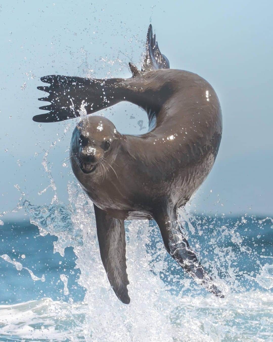 Discoveryさんのインスタグラム写真 - (DiscoveryInstagram)「Have you ever seen sea lion do this?! Must be @sharkweek in the air.   Photos: Delaney Trowbridge (@seataceans)  Shark Week Starts Sunday at 8P on Discovery🦈  #SharkWeek #sealion #oceanlife #fridayvibes #feelingmyself #andioop」8月8日 2時32分 - discovery