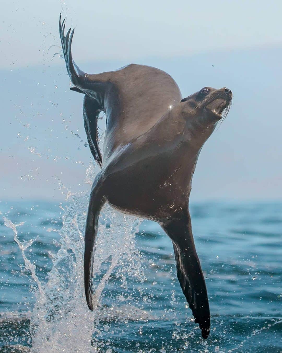 Discoveryさんのインスタグラム写真 - (DiscoveryInstagram)「Have you ever seen sea lion do this?! Must be @sharkweek in the air.   Photos: Delaney Trowbridge (@seataceans)  Shark Week Starts Sunday at 8P on Discovery🦈  #SharkWeek #sealion #oceanlife #fridayvibes #feelingmyself #andioop」8月8日 2時32分 - discovery