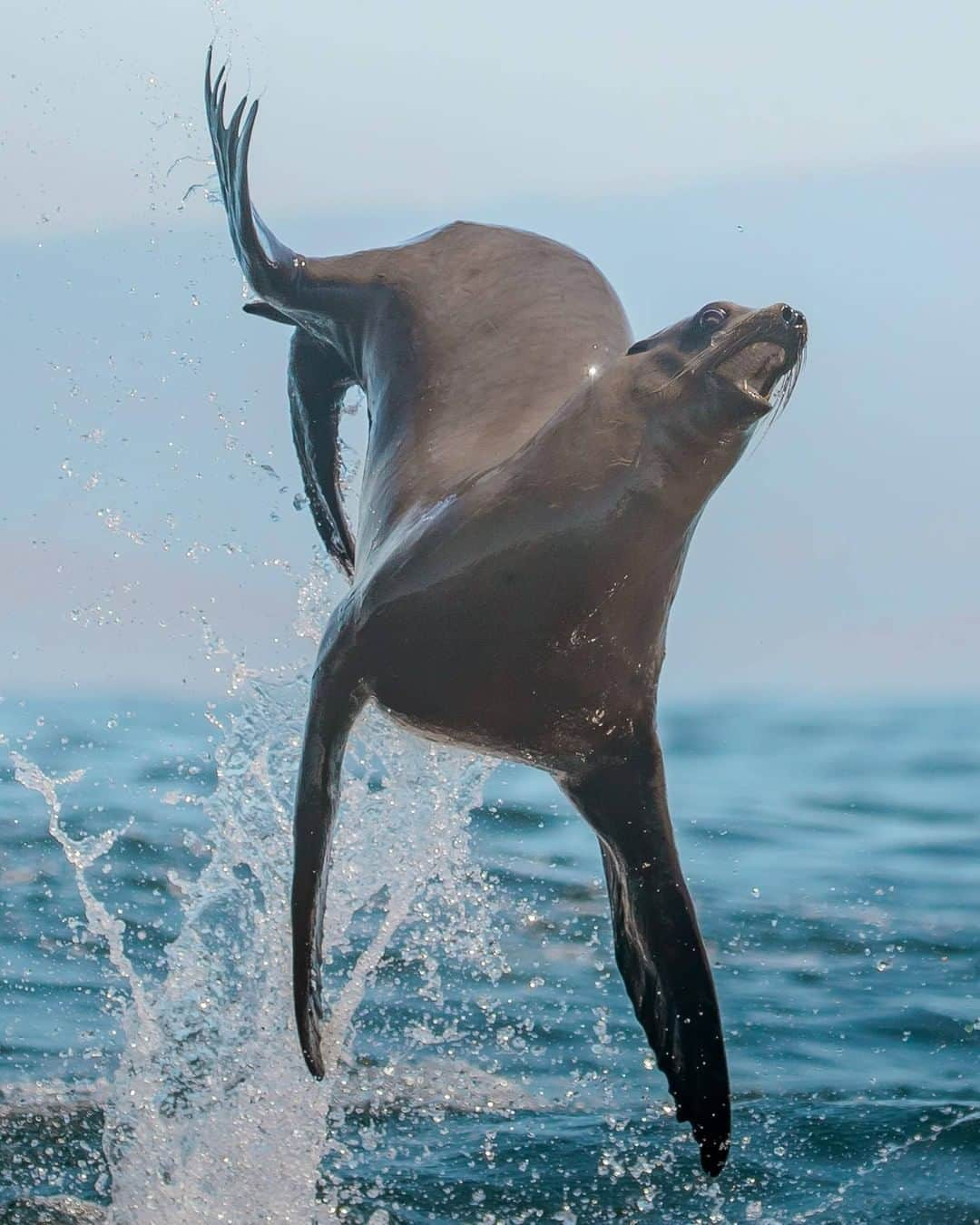 Discoveryさんのインスタグラム写真 - (DiscoveryInstagram)「Have you ever seen sea lion do this?! Must be @sharkweek in the air.   Photos: Delaney Trowbridge (@seataceans)  Shark Week Starts Sunday at 8P on Discovery🦈  #SharkWeek #sealion #oceanlife #fridayvibes #feelingmyself #andioop」8月8日 2時32分 - discovery