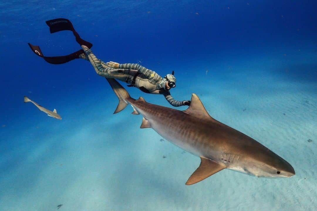 アニマルプラネットさんのインスタグラム写真 - (アニマルプラネットInstagram)「Are we seeing double? @forrestgalante knows how to mingle with sharks. Don’t miss his @discovery @sharkweek special, Extinct or Alive: Land of the Lost Sharks Tuesday at 8P. (Photo Credit: Forrest Galante) . . . . . . . #forrestgalante #extinctoralive #sharkweek #sharks #discoverychannel #sharkpickles #sharkweek2020 #animalplanet #fishfriday #saltwater #ocean #photooftheday #pictureoftheday」8月8日 2時35分 - animalplanet