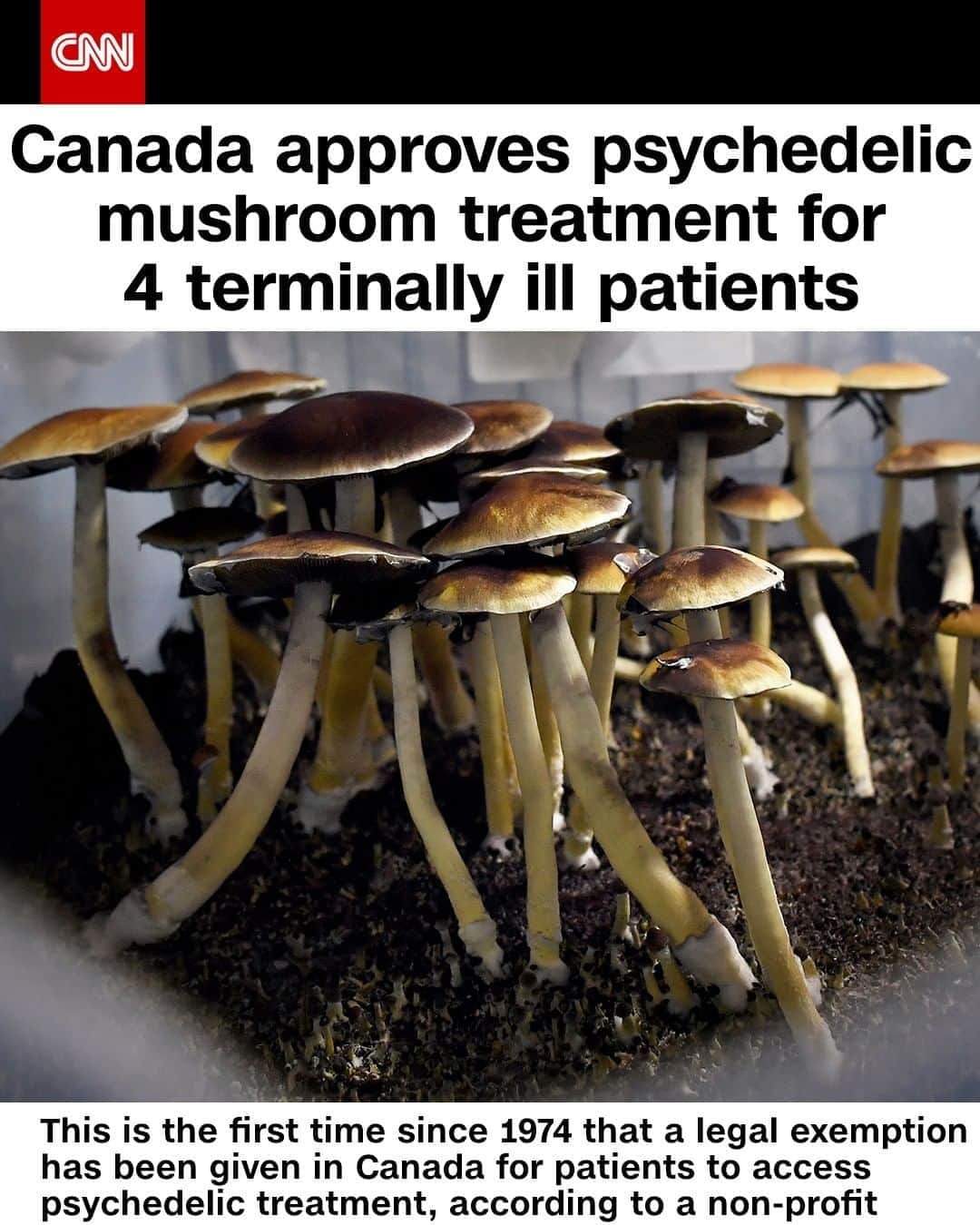CNNさんのインスタグラム写真 - (CNNInstagram)「The Canadian government will allow four patients with incurable cancer to receive psilocybin therapy, which uses the drug found in so-called “magic mushrooms” or “shrooms,” to ease their end-of-life distress. “The acknowledgment of the pain and anxiety that I have been suffering with means a lot to me, and I am feeling quite emotional today as a result,” said Laurie Brooks, one of the four terminally ill patients. ⁠ (📸: Joe Amon/MediaNews Group/The Denver Post via Getty Images)」8月8日 3時01分 - cnn