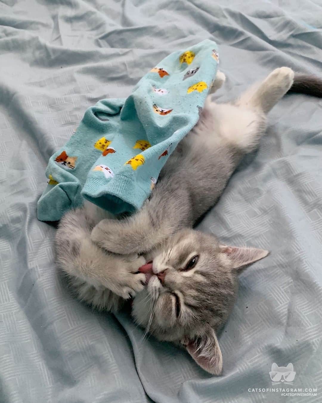 Cats of Instagramさんのインスタグラム写真 - (Cats of InstagramInstagram)「From @leiatheshorthair: “Daisy likes to stay warm with her favorite sock. 💙✨” #twitterweek #catsofinstagram」8月8日 3時15分 - cats_of_instagram