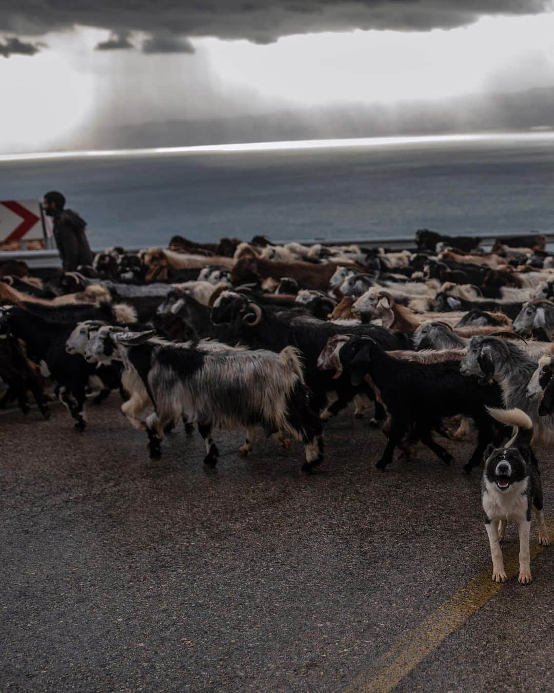 ナショナルジオグラフィックさんのインスタグラム写真 - (ナショナルジオグラフィックInstagram)「Photo by Muhammed Muheisen @mmuheisen  A dog protecting a herd of goats reacts to the photographer—me—as the herd crosses a road behind their shepherd near the Dead Sea in Jordan. For more photos and videos from different parts of the world, follow me @mmuheisen and @mmuheisenpublic. #muhammedmuheisen #Jordan #الاردن」8月8日 3時51分 - natgeo
