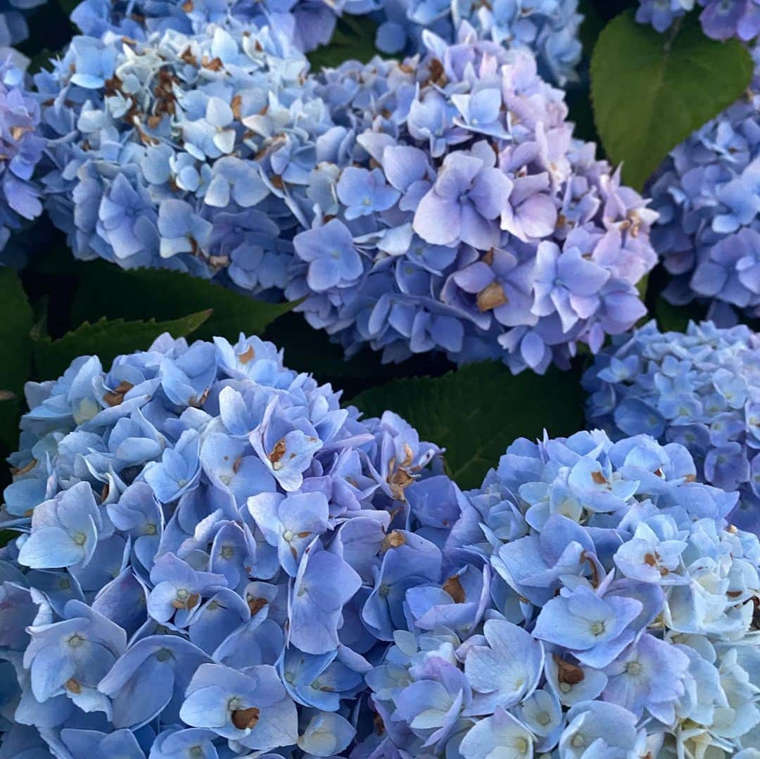 マーサ・ハントさんのインスタグラム写真 - (マーサ・ハントInstagram)「blues🔷🔹🔷」8月8日 3時54分 - marthahunt