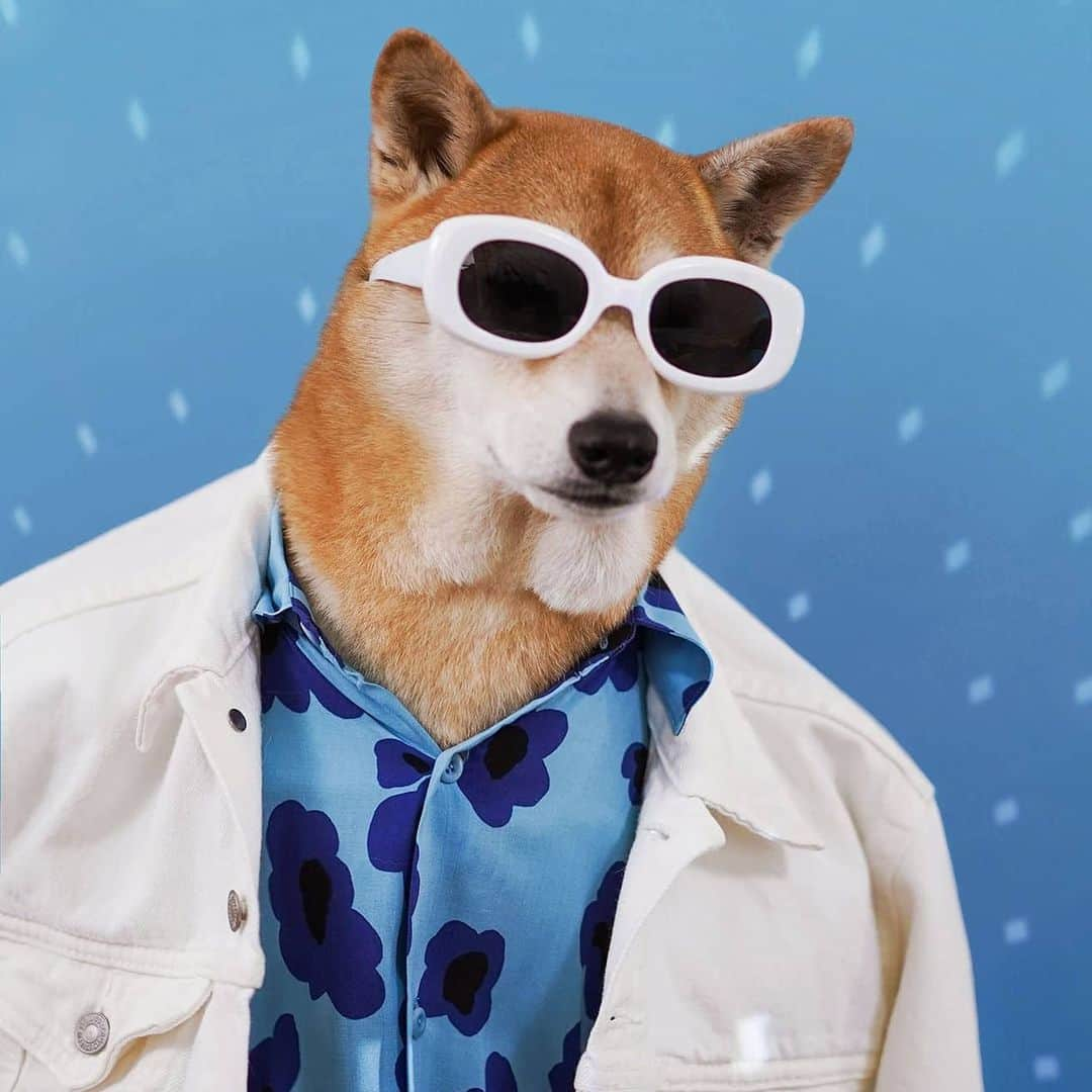 Menswear Dogさんのインスタグラム写真 - (Menswear DogInstagram)「Mensweardog x @godaddy Pro presents "301 Permanent Redirect Series" where we call upon two photographers for a Faux-to-Shoot challenge to capture their dogs indoors MWD-style!   Watch the full video via link in bio ✌️  #godaddypro」8月8日 4時24分 - mensweardog