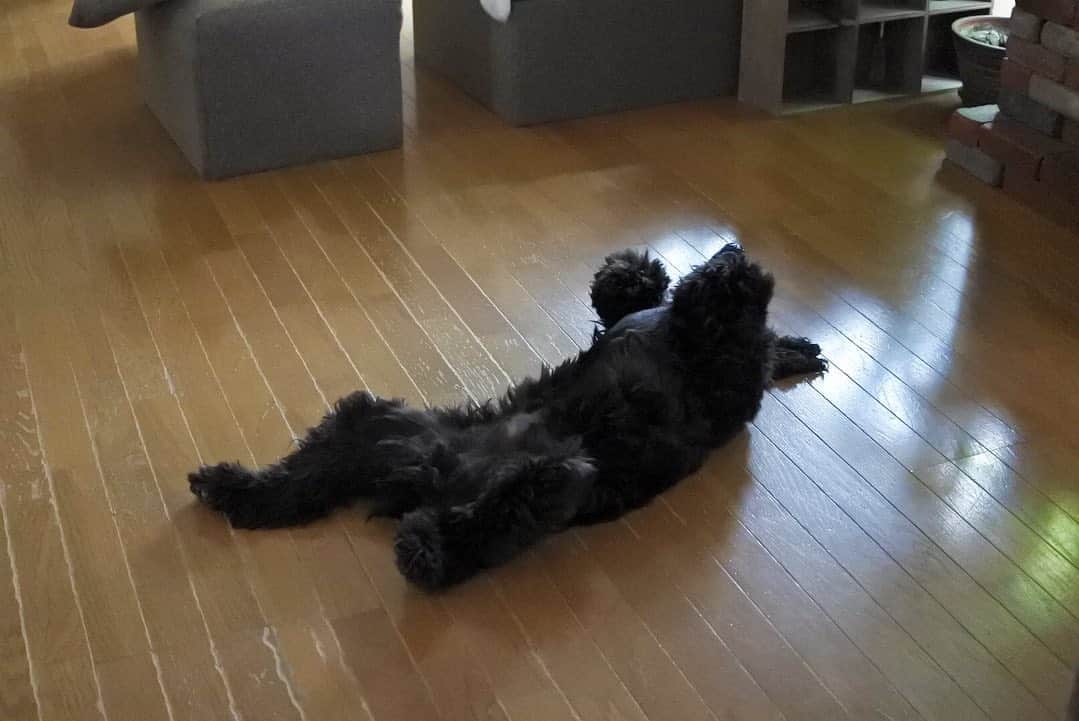 ともさんのインスタグラム写真 - (ともInstagram)「リビングの中央に寝っ転がっているルッちんを見つけました😂 * #犬として不自然な気がする　#イングリッシュコッカースパニエル　#ルッちん3歳　#englishcockerspaniel」8月8日 10時06分 - tomowithdog