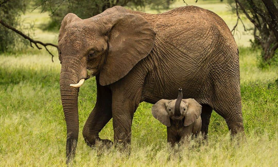 Tim Lamanさんのインスタグラム写真 - (Tim LamanInstagram)「Photo by @TimLaman.  A baby elephant with some big attitude, Tanzania.  Can you think of a world without elephants?  Please check out The New Big 5 website which has podcasts, interviews, articles and photography, and a free educational Fun Pack for young people.  If you are interested in how I got started you can listen to the podcast or read the interview at newbig5.com/tim-laman-interview/  You can also support my work by purchasing this print though my website link in bio.   #wildlife #conservation #animals #wildlifeconservation #nature #wildlifephotography #naturephotography #animallovers #wildlifeprotection #naturelover #beautifulworld #wildlifeonearth #wildlifephotographer #savewildlife #savetheplanet #savetheearth #protectwildlife #planetearth #wonderfulworld #wildlifeofinstagram #wildlifelovers #wildlifeseekers #discover_wildlife #wildlifeaddicts #wildlifepics」8月8日 4時44分 - timlaman