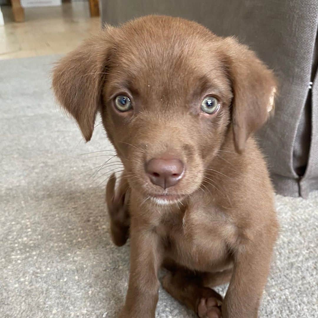 ボビー・ブラウンのインスタグラム：「This new baby has so many names. We can’t agree on one. It’s between Pippa or pip for short. Or Little Bear. She is the runt of the litter and 3lbs so far. Open to suggestions. #goodthingscomeinsmallpackages」