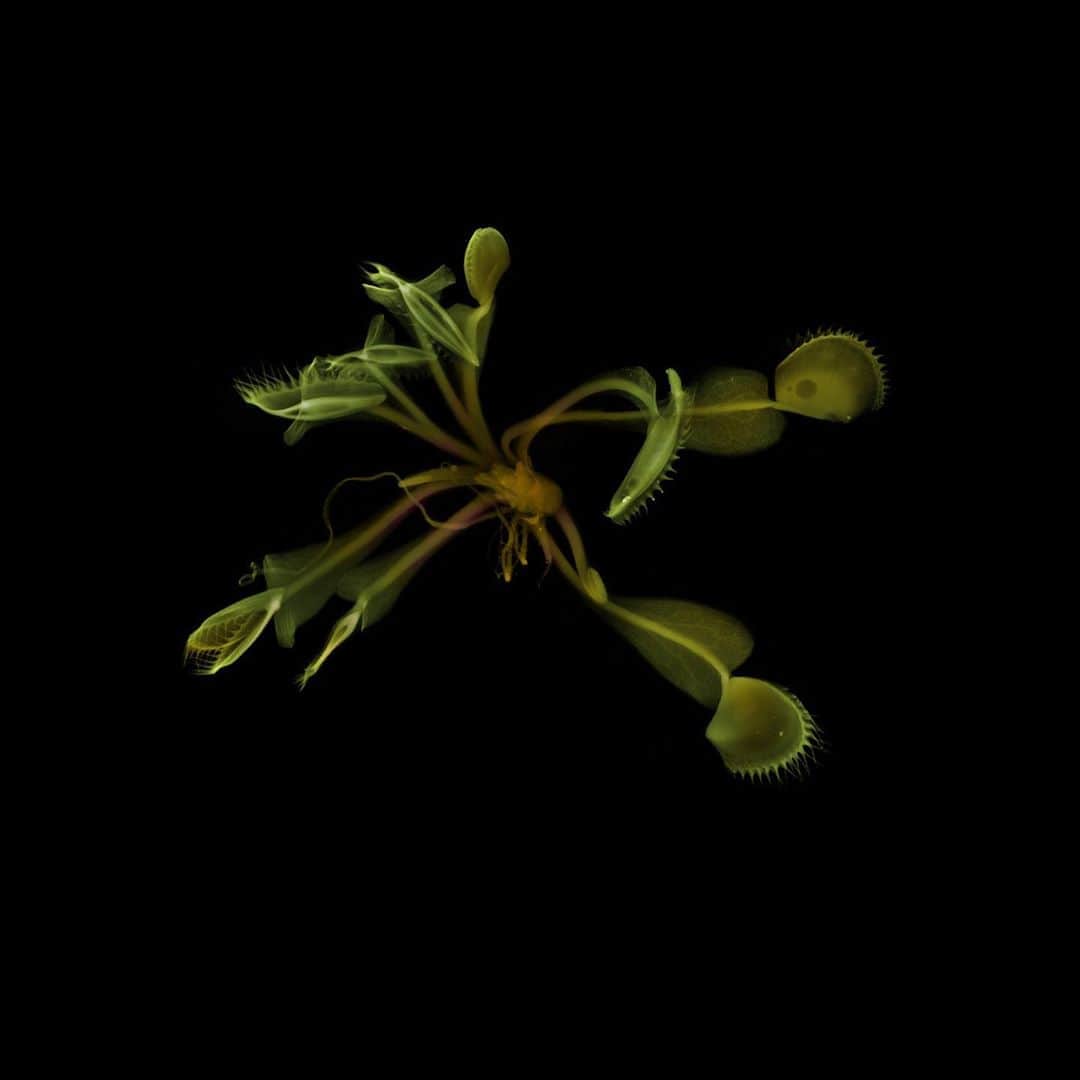 椎木俊介のインスタグラム：「X-ray Flowers #amkk #amkkproject #makotoazuma #azumamakoto #東信花樹研究所 #東信 #jardinsdesfleurs #shiinokishunsuke #flowerart #flower #flowers」