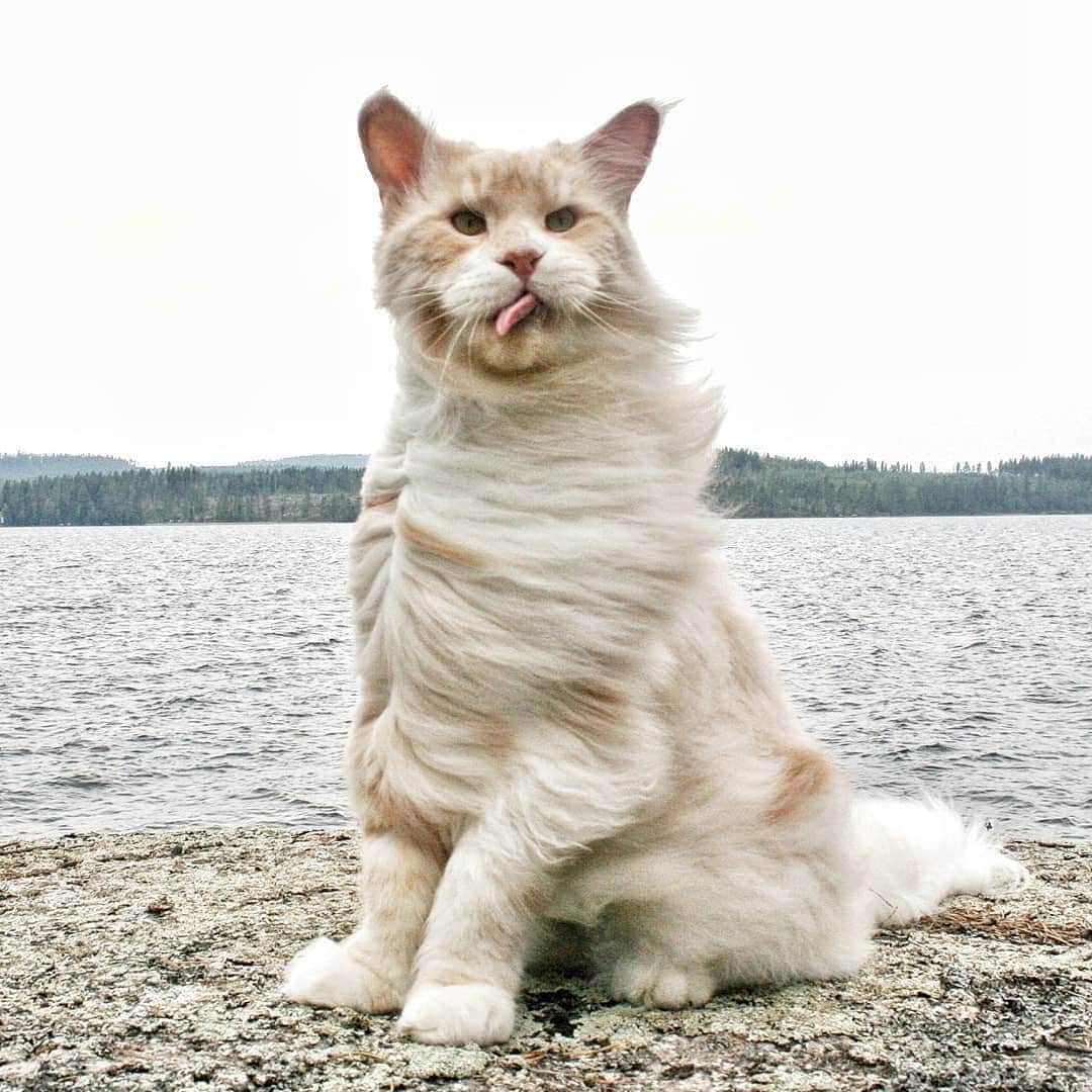 Instagramさんのインスタグラム写真 - (InstagramInstagram)「Meet Lotus (@lotus_the_mainecoon), a cat who loves the big outdoors — even on a windy day. #WeeklyFluff  Photo and video by @lotus_the_mainecoon」8月8日 6時47分 - instagram