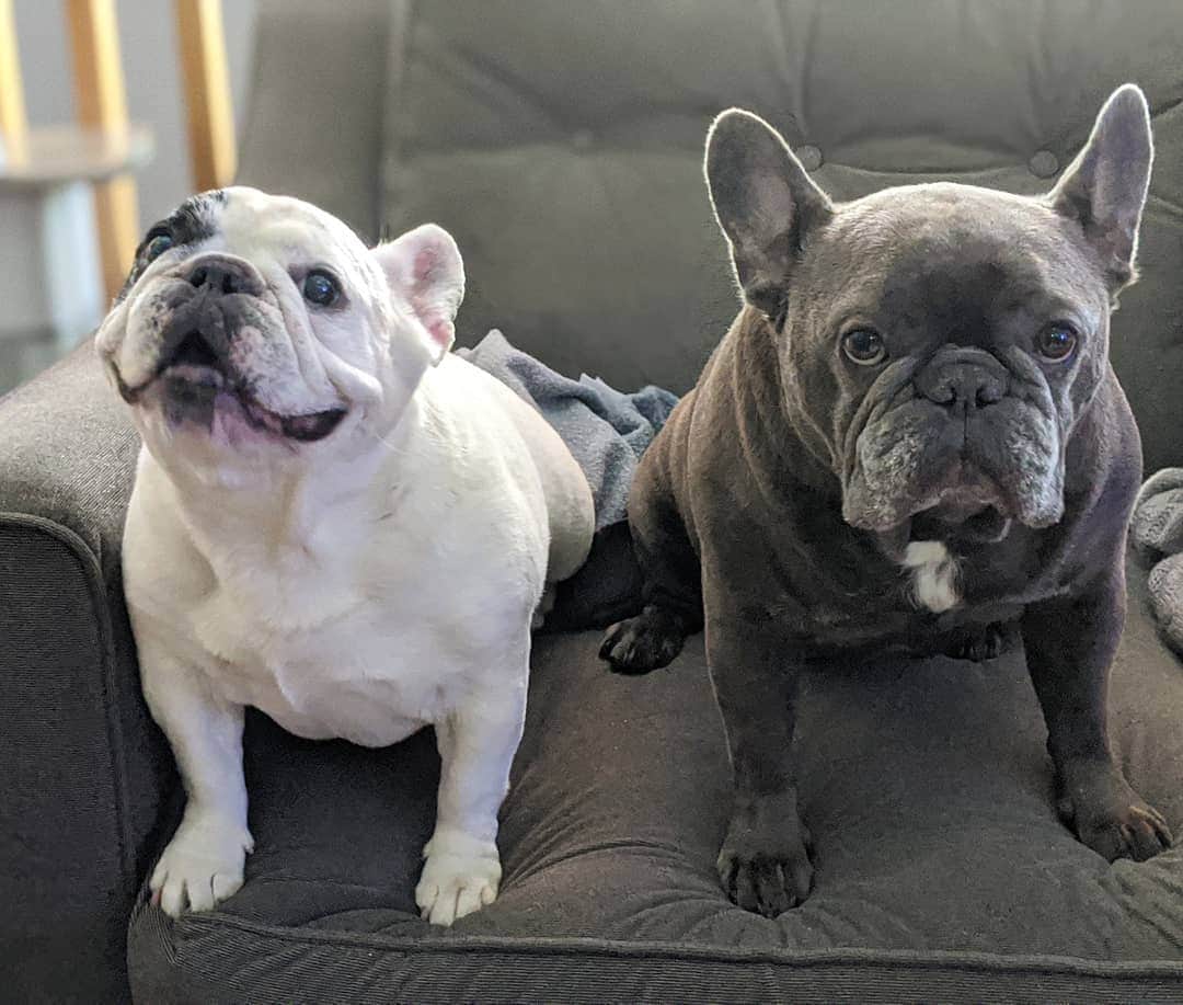 Manny The Frenchieのインスタグラム：「Happy Friday from me and Frank! Ok, maybe just from me. 😜 @frank_the_funnyfrenchie」