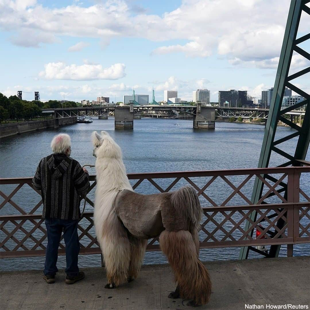 ABC Newsさんのインスタグラム写真 - (ABC NewsInstagram)「This is the "No Drama Llama." ⠀⠀⠀⠀⠀⠀⠀⠀⠀ A therapy llama named Caesar McCool is brought by its handler Larry McCool to protest sites against police violence and racial inequality. #llamas #therapy #therapyanimals #protesting」8月8日 7時00分 - abcnews