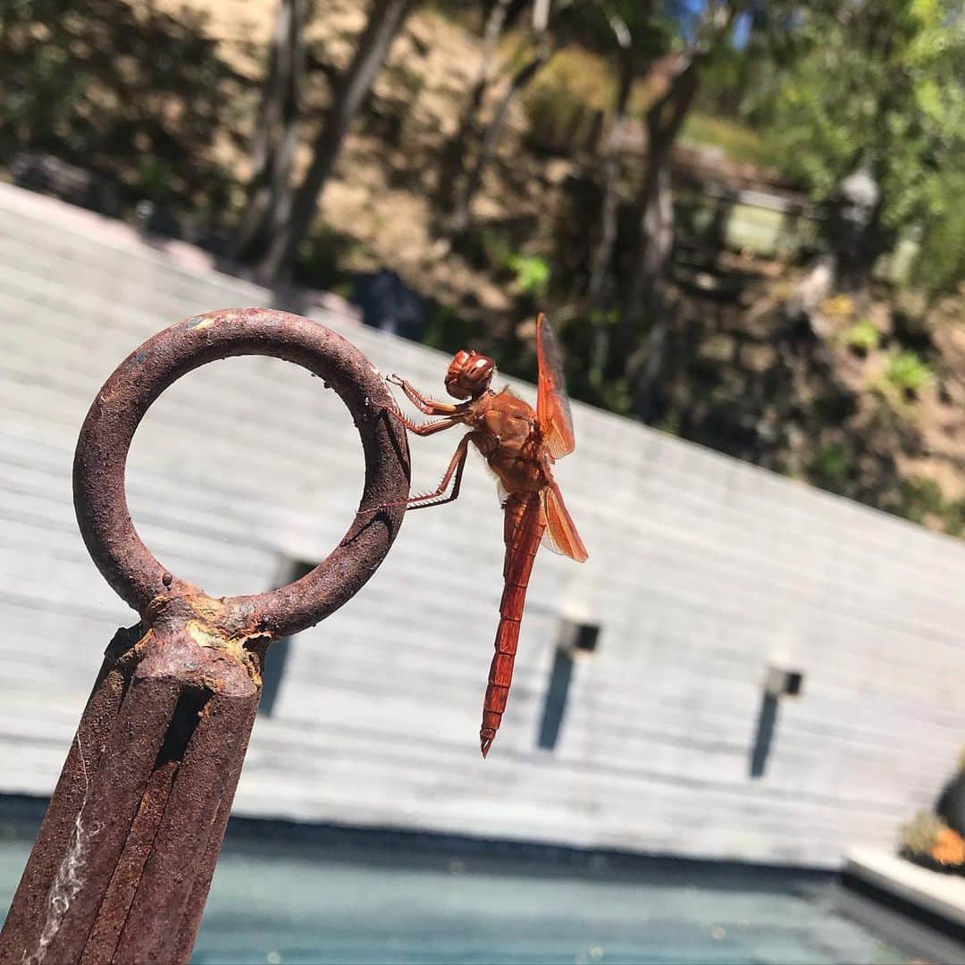 ギレルモ・ディアスのインスタグラム：「☀️ #𝒹𝓇𝒶𝑔𝑜𝓃𝒻𝓁𝓎」