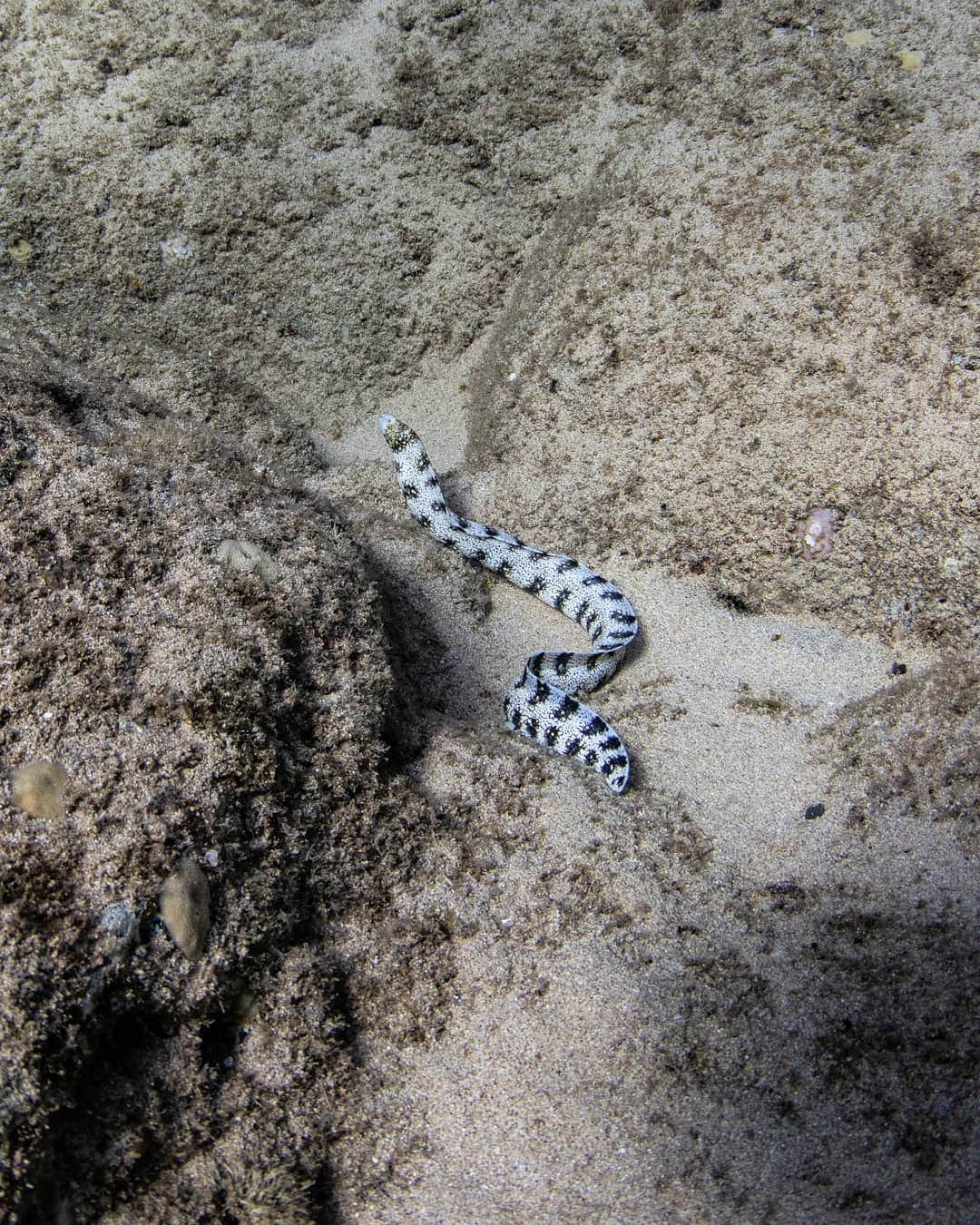 And Youさんのインスタグラム写真 - (And YouInstagram)「Snake eels burrowing eels, they are named for their physical appearance, they have long, cylindrical snakelike bodies. This family is found worldwide in tropical to warm temperate waters. They inhabit a wide range of habitats, from coastal shallows to even rivers. Have you ever seen a sake eel? ​. ​. ​. ​. ​. ​. ​. ​. ​. ​. ​. ​. ​. ​. ​. ​. ​. ​#eels #sea #oceanlife #honolulu #hawaiilife #oceanfacts #travelpono #travel #luckywelivehawaii」8月8日 7時19分 - dolphinsandyou