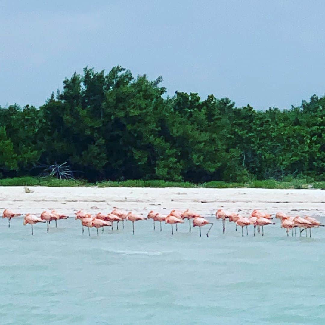 のインスタグラム：「Highlight of the day (maybe also my life) was to see 50 actual #pinkflamingos in the wild chilling along an idyllic white sandbank in the middle of the ocean known as #PuntaMosquito (lives up to the legend) part of the #YumBalam Nature Reserve on IslaHolbox #Mexico which is basically a 26 mile Mangrove preserve with a few fabulous hotels on the tip  . Many of the larger than expected #flamingos were solo, some were in pairs (cute) and on our way home we encountered this #FLAMBOYANCE of around 23 (mystical number) preening and feeding in the glorious aquamarine waters.  . Did you know, For these birds, there is documented evidence of homosexual or transgender behavior of one or more of the following kinds: sex, courtship, affection, pair bonding, or parenting, as noted in researcher and author Bruce Bagemihl's 1999 book Biological Exuberance: Animal Homosexuality and Natural Diversity.  According to Bagemihl, animal sexual behavior takes many different forms, even within the same species and the motivations for and implications of their behaviors have yet to be fully understood. Bagemihl's research shows that homosexual behavior, not necessarily sex, has been documented in about 500 species as of 1999, ranging from primates to gut worms.Homosexuality in animals is seen as controversial by social conservatives because it asserts the naturalness of homosexuality in humans, while others counter that it has no implications and is nonsensical to equate animal behavior to morality.Animal preference and motivation is always inferred from behavior. Thus homosexual behavior has been given a number of terms over the years. The correct usage of the term homosexual is that an animal exhibits homosexual behavior, however this article conforms to the usage by modern research applying the term homosexuality to all sexual behavior (copulation, genital stimulation, mating games and sexual display behavior) between animals of the same sex. . Thanks @wikipedia」