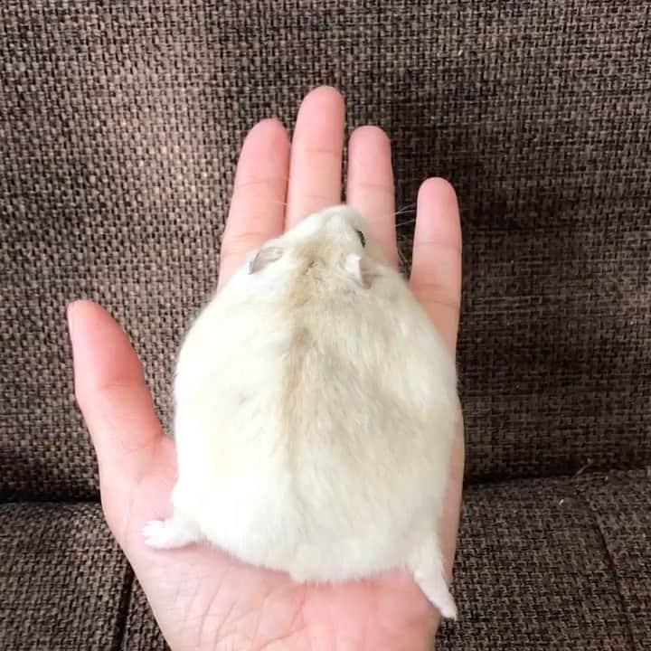 hamster_mocoのインスタグラム