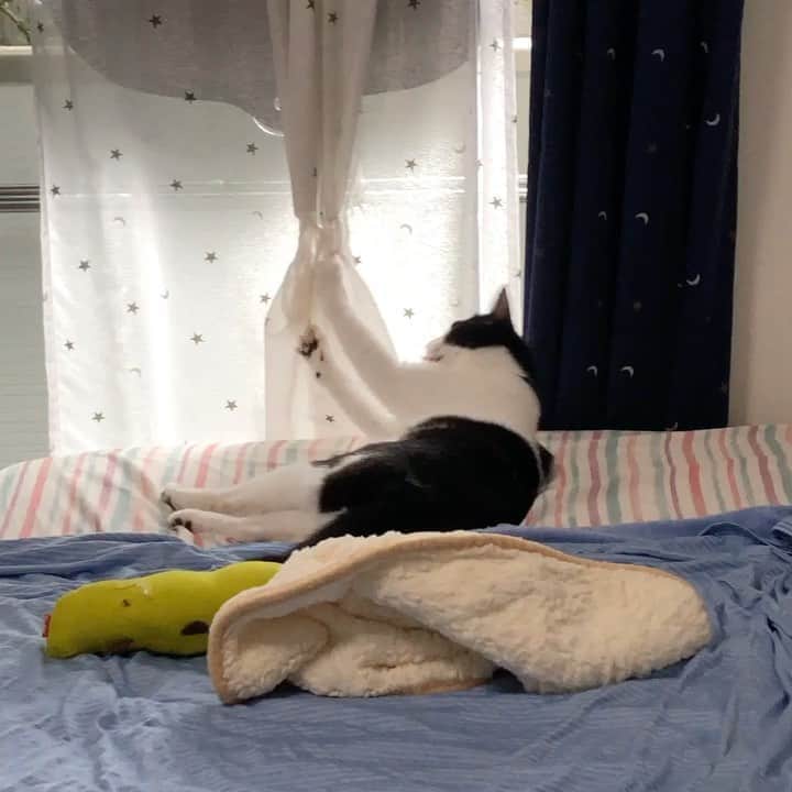のインスタグラム：「今朝はいつにも増してアグレッシブな匠。  #ねこ#猫#cat#猫好き#親バカ#はちわれ#ハチワレ#はちわれ猫#ハチワレ猫#白黒猫部#にゃんすたぐらむ#ilovecat#猫大好き#うちの猫自慢#白黒猫 #我が家のぽんずくん #ちゅーちゅー妖怪」