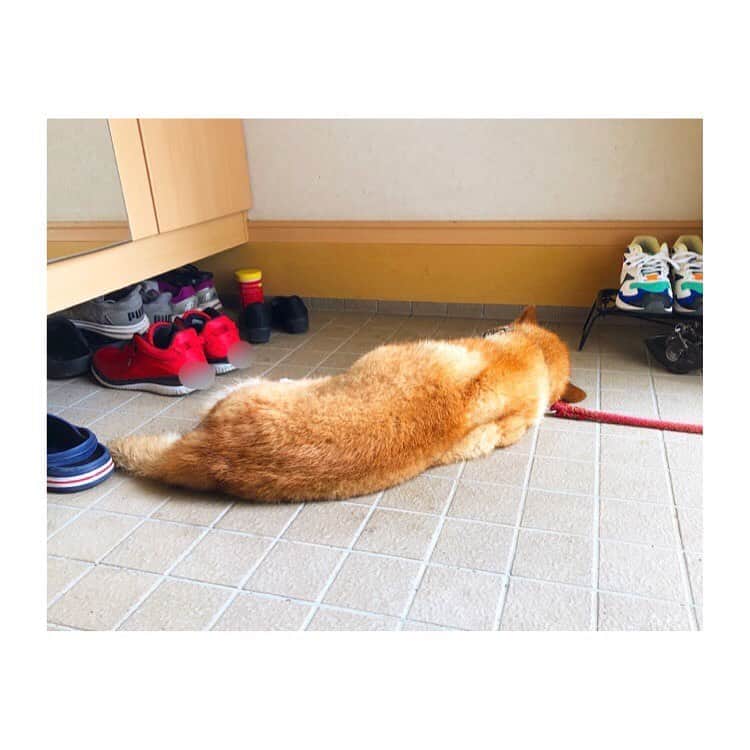 黒沢あすかさんのインスタグラム写真 - (黒沢あすかInstagram)「・ ・ ・ きびしい暑さが続きます。皆様どうぞご自愛ください。  #今日のポチ  #元保護犬  #おじぃちゃん犬  #黒沢あすか」8月8日 7時50分 - kurosawa_asuka_official