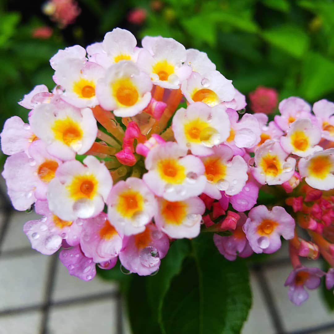 みながわゆみさんのインスタグラム写真 - (みながわゆみInstagram)「#ランタナ #ランタナの花 #パニックドーム #蕾 #蕾がいっぱい #ピンク #きれい #かわいい #はなまっぷ #花まっぷ #花の写真 #花写真 #花撮り #花好きな人 #花好きな人と繋がりたい #写真好き #写真好きな人と繋がりたい」8月8日 8時13分 - nama.09.19