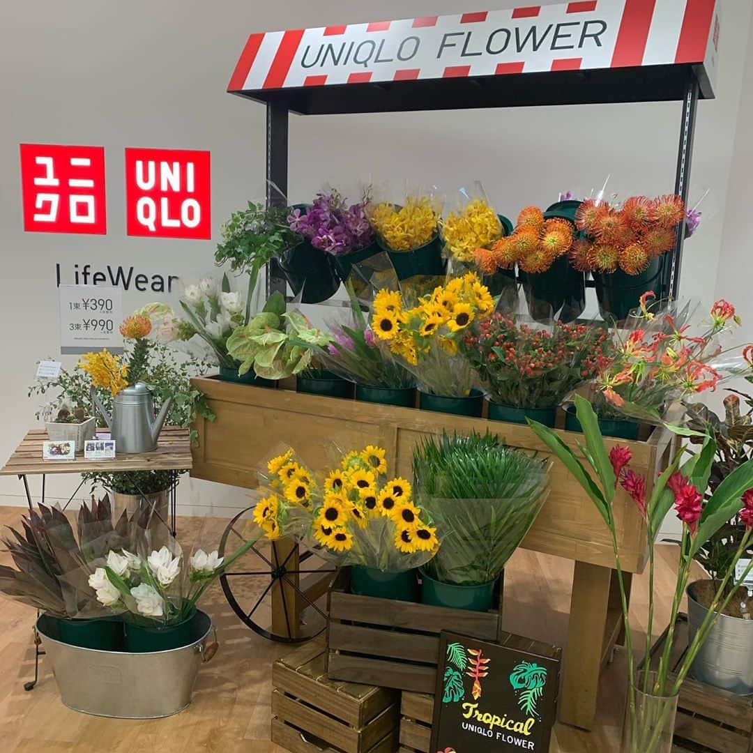 沢瀉美緒さんのインスタグラム写真 - (沢瀉美緒Instagram)「※ @uniqlo exhibition ‼️ . ユニクロの展示会へ✨ 最近お花も販売し始めたとのことで ユニクロフラワーの展示も見せてもらいました✨ . 1束なんと390円だって‼️ . ちょっとした時にぴったり。 自粛以降お花をお家に飾ることが多くなったと 思うので、お店にも行ってみようと思います。 . . #ユニクロ #UNIQLO #ユニクロフラワー #uniqloflower」8月8日 19時15分 - mio_omodaka