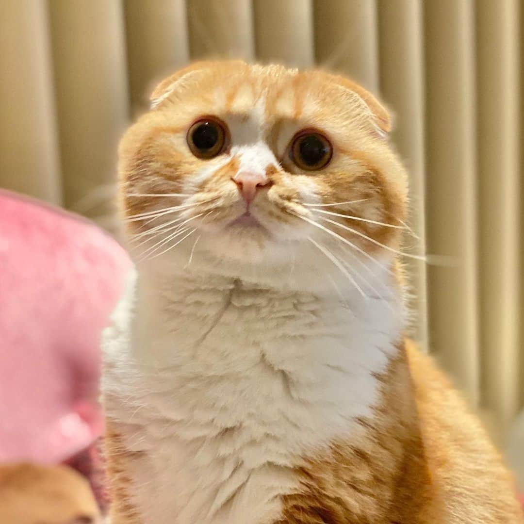 HIKAKINさんのインスタグラム写真 - (HIKAKINInstagram)「うちのヌシです」8月8日 19時17分 - hikakin