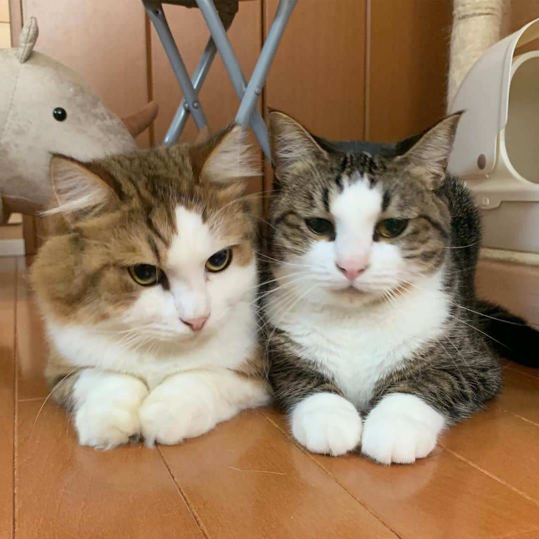 ひのき猫さんのインスタグラム写真 - (ひのき猫Instagram)「密です❣️  ・ ・ ・ #秀吉 #オデコ #密です #かわいい猫 #猫部 #猫のいる生活 #cat #cutecat #catstagram #にゃんすたぐらむ#ひのき猫」8月8日 18時19分 - hinoki.cute.kitten