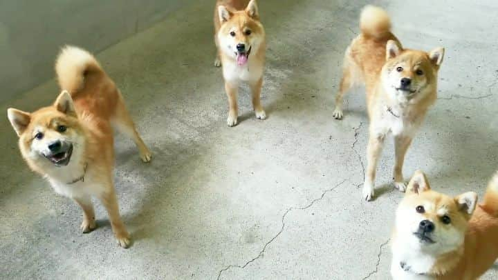 柴犬たま Shibainu Tamaのインスタグラム