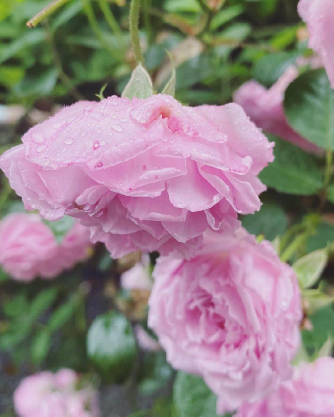 藤井祥子さんのインスタグラム写真 - (藤井祥子Instagram)「梅雨メモリ〜〜🐸💠 低気圧よわよわマンなので、この長かった梅雨耐えきった全ての低気圧よわよわマンの同志の皆様、本当お疲れさまでした祝杯…😭🍻！ でも梅雨時の花たちはしっとり艶やかで、物語感じる美しさがあって好きだよ」8月8日 18時31分 - shoco_fuji