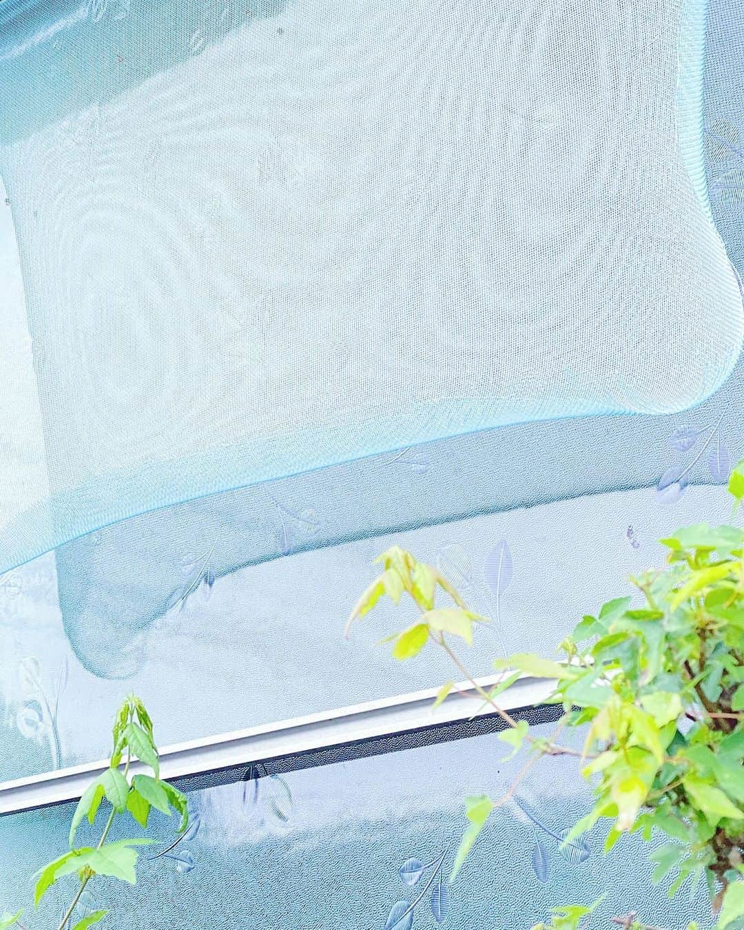 藤井祥子のインスタグラム：「梅雨メモリ〜〜🐸💠 低気圧よわよわマンなので、この長かった梅雨耐えきった全ての低気圧よわよわマンの同志の皆様、本当お疲れさまでした祝杯…😭🍻！ でも梅雨時の花たちはしっとり艶やかで、物語感じる美しさがあって好きだよ」