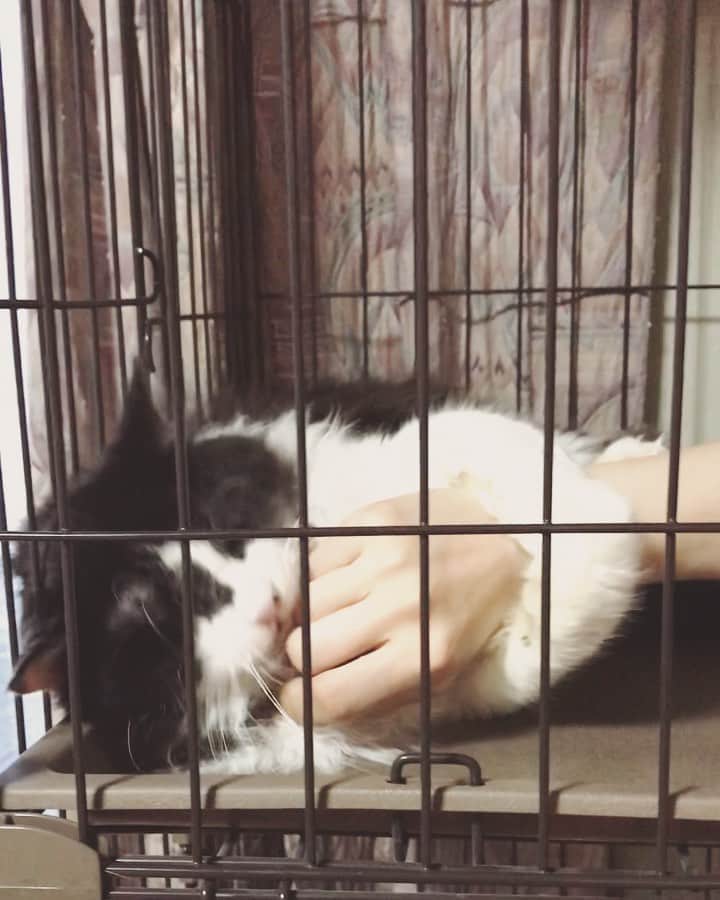 もじゃころのインスタグラム：「ばんどぅくんが可愛くて可愛くて困っちゃう動画です🥺🥺🥺🥺🥺  #坂東玉隠しシャシャ丸  #世界猫の日」