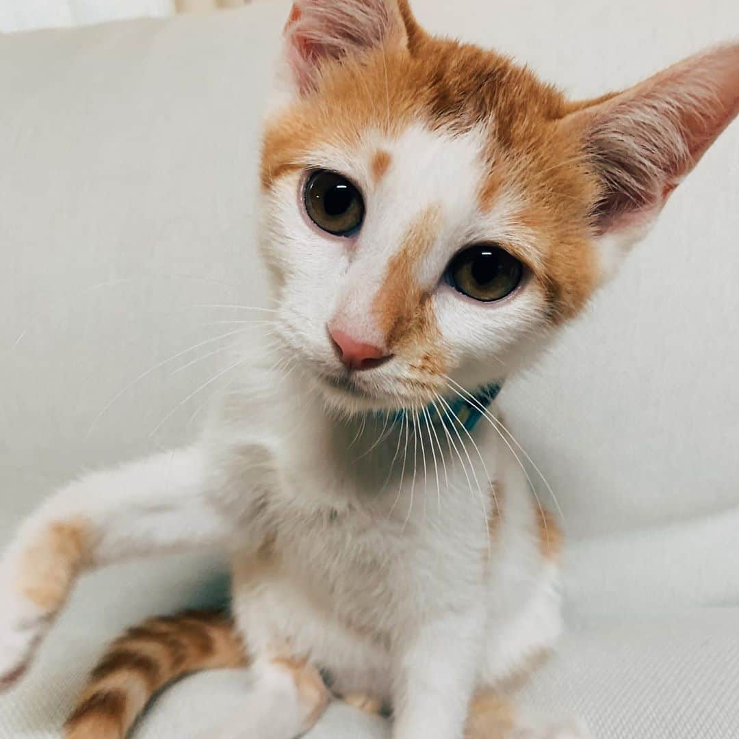 飯島望未のインスタグラム：「Happy international Cat Day💚 お顔が凛々しくなってきた。 #InternationalCatDay  #LimeTheCat #保護猫 #足長マンチカン #ルーティン #運動会して爆睡」