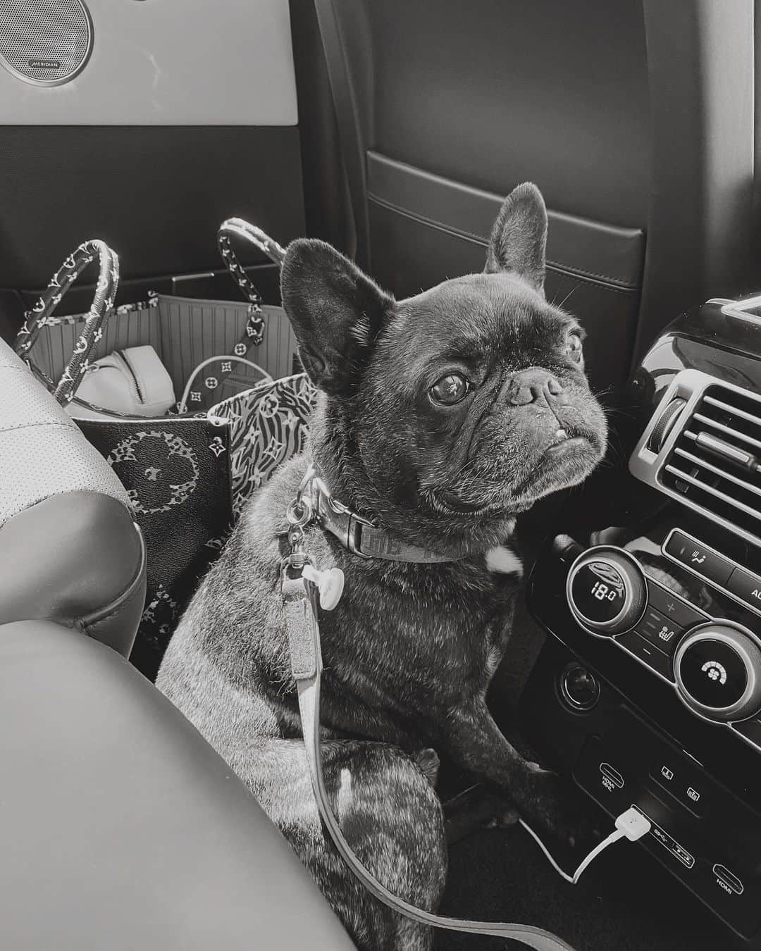 のインスタグラム：「my travel buddy 🥰」