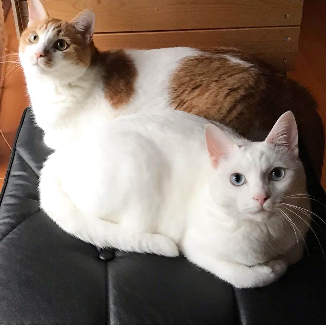 のインスタグラム：「*̣̩⋆̩* . ／ 世界中の猫さんが しあわせになりますように。 ＼ . いつまでも隣にいてね☺︎ . . . #ねこ #catsofstagram #instacat #catstagram #catstagram_japan #ilovecats #peconねこ部 #ねこら部 #小さな猫が大きな癒しにニャる #東北ねこ部 #山形ねこ部 #ふわもこ部 #ペコねこ部 #にゃんすたぐらむ #にゃんだふるらいふ #にゃんとかめら #みんねこ #ねこがいる幸せ #ねこのいる生活 #猫と暮らす #ねことの暮らし #茶トラ白 #白猫 #サバ白 #世界猫の日」