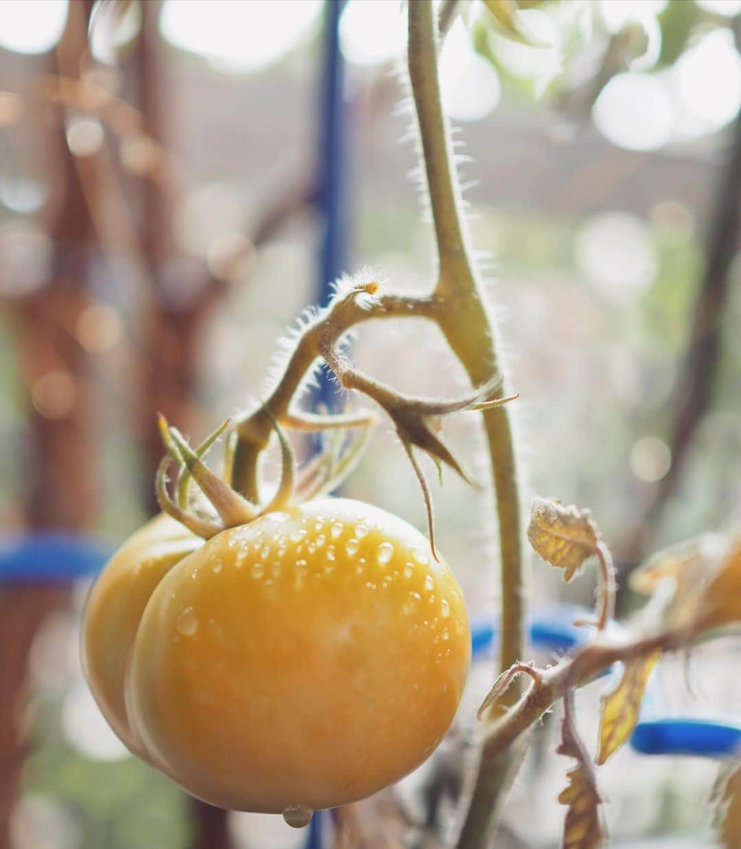田中亜希子さんのインスタグラム写真 - (田中亜希子Instagram)「短い夏休み。 持ち帰った植木鉢にはトマトがひとつ。  生産者の次男曰く、最高傑作！  赤くなるのが楽しみだねえ〜🍅  #夏休み」8月8日 10時17分 - akiico