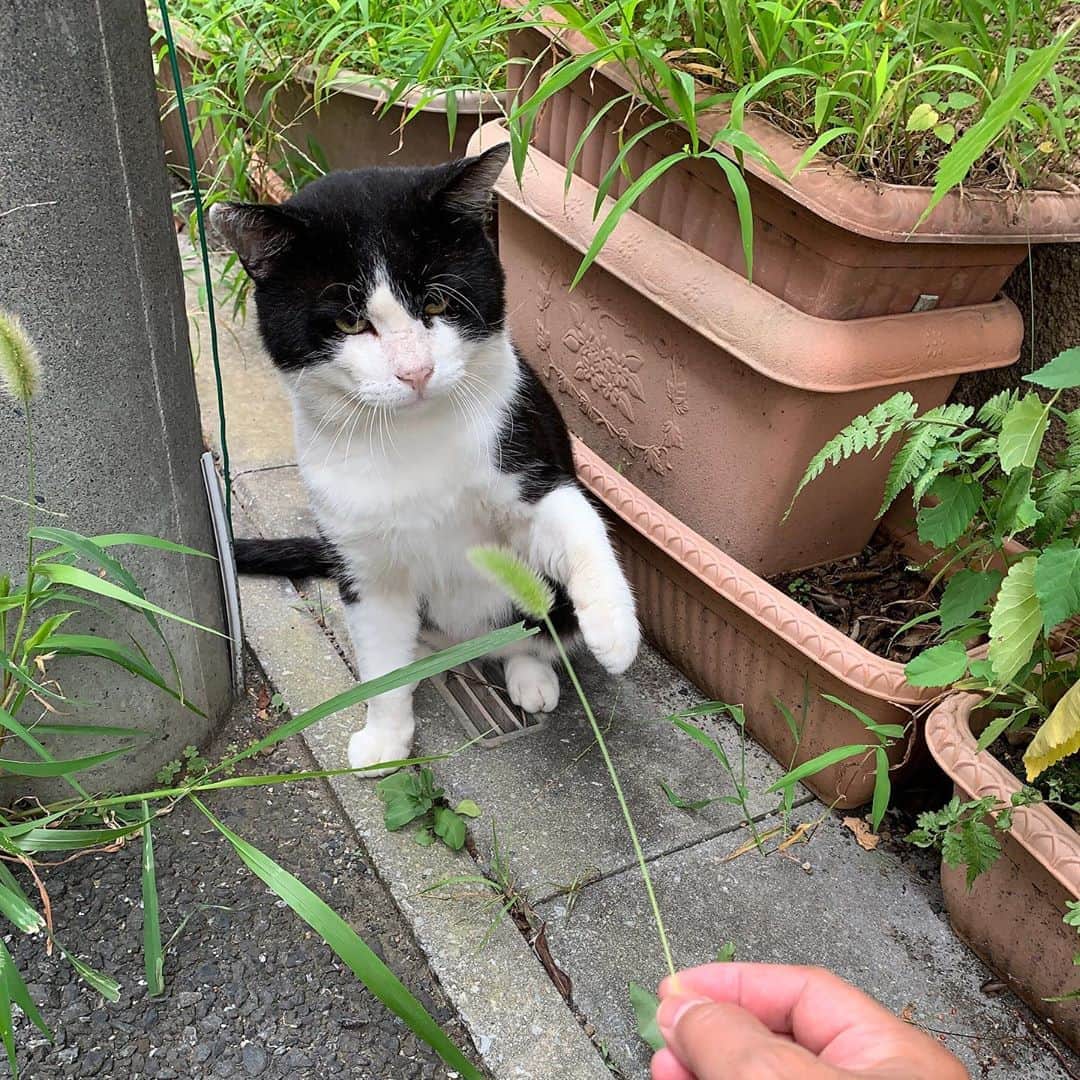 Kachimo Yoshimatsuさんのインスタグラム写真 - (Kachimo YoshimatsuInstagram)「食後のたわむれ。 天然猫じゃらしで遊んでみた。 相手してくれないだろうなあと 思っていたら、 手を伸ばして来た！ あまりに私がひつこいので道路渡って帰って行った。 ちゃんと車が来ないのを見計らって渡って行った。 さすが！  #うちの猫ら #ikasumi #猫 #ねこ #cat #ネコ #catstagram #ネコ部 http://kachimo.exblog.jp」8月8日 10時26分 - kachimo