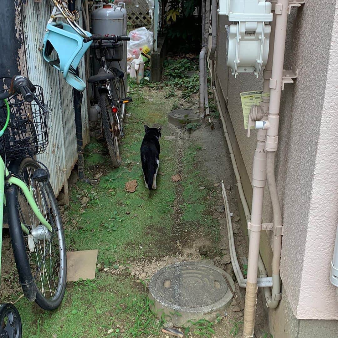 Kachimo Yoshimatsuさんのインスタグラム写真 - (Kachimo YoshimatsuInstagram)「食後のたわむれ。 天然猫じゃらしで遊んでみた。 相手してくれないだろうなあと 思っていたら、 手を伸ばして来た！ あまりに私がひつこいので道路渡って帰って行った。 ちゃんと車が来ないのを見計らって渡って行った。 さすが！  #うちの猫ら #ikasumi #猫 #ねこ #cat #ネコ #catstagram #ネコ部 http://kachimo.exblog.jp」8月8日 10時26分 - kachimo
