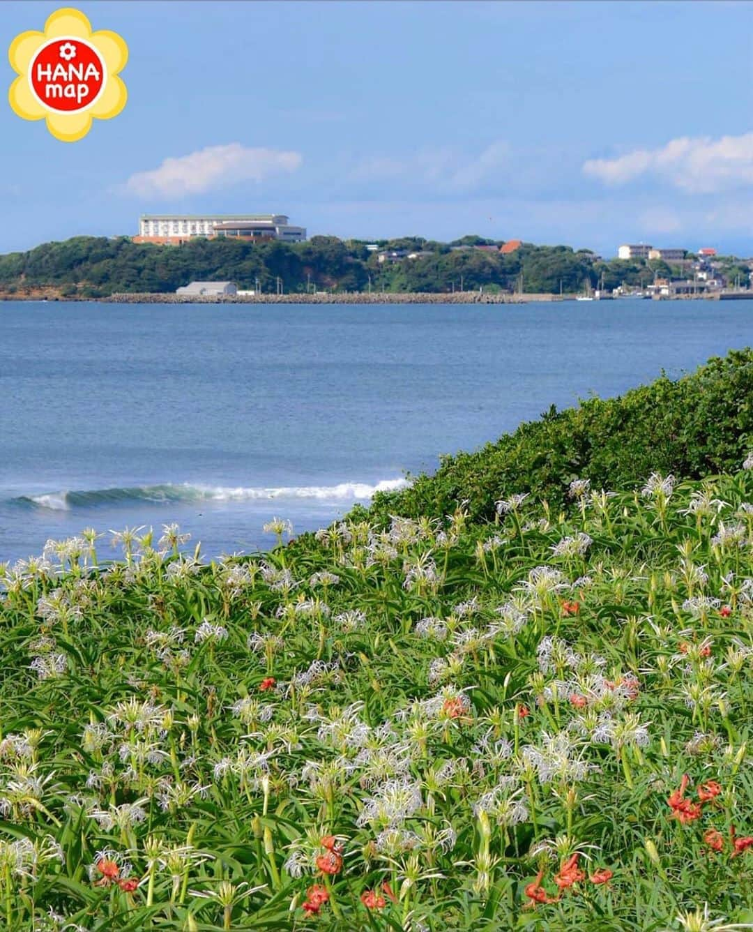 はなまっぷ❁日本の花風景のインスタグラム