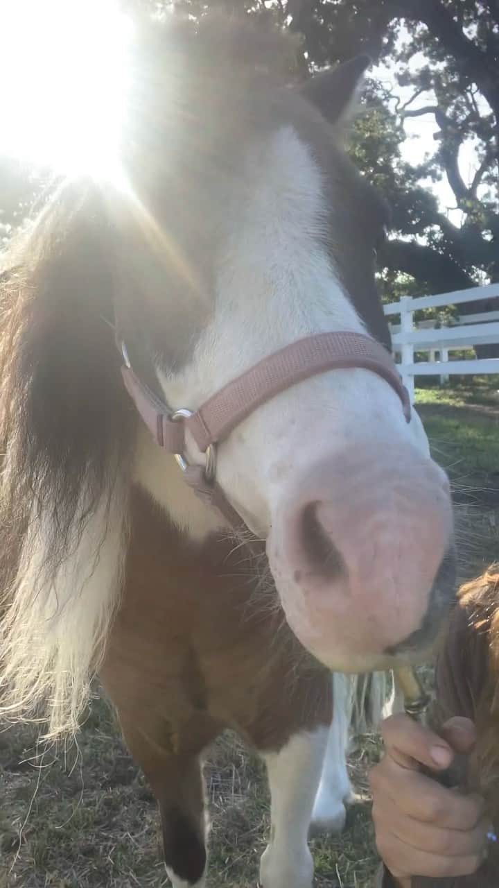 のインスタグラム：「My little guest star ( my Mini Horse) Cinco showing ya’all a little love in the intro of this weeks closet talk ❤️. Check out my favorite fall styles to grab on sale before they are gone! #nightcapclosettalk #carisa’sminihorses」